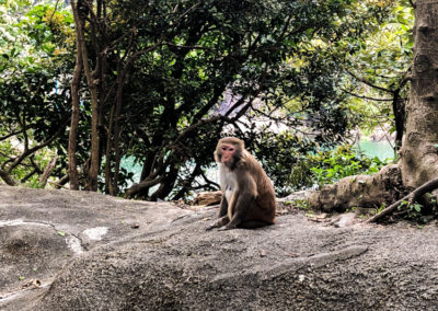 Monkey Hill Hike, Kam Shan Country Park