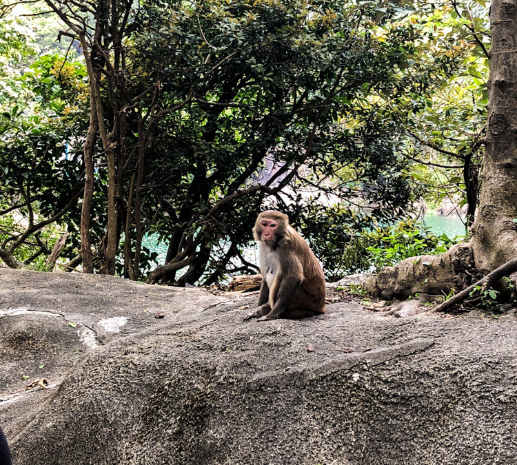 Monkey Hill Hike, Kam Shan Country Park