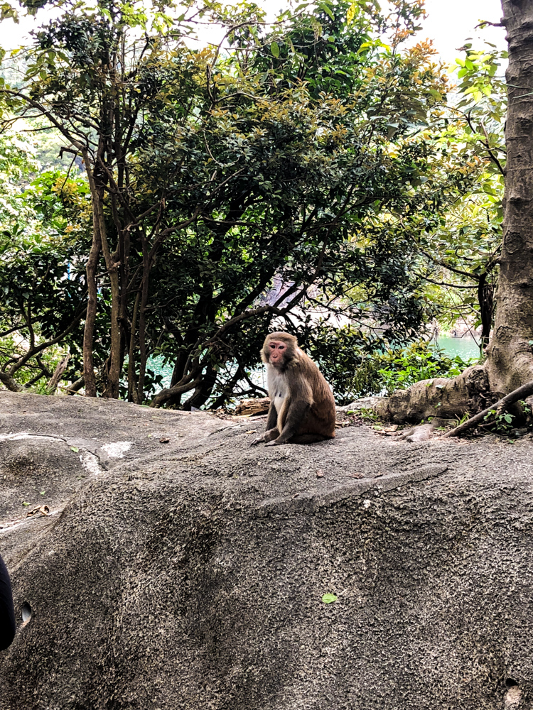 Monkey Hill Hike